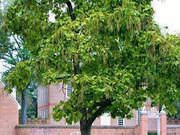 In the autumn it loses its substantial number of leaves all at once, and in the winter, the dried bean pods drop and litter the lawn. Catalpa Tree Facts Uses And Planting Tips Dengarden