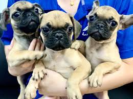 Pug Puppies For Sale Singapore In 2020 Pug Puppies For Sale Pug Puppies Pomeranian Puppy For Sale