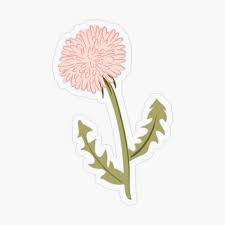 Light Pink Maroon Dandelions Transparent Sticker By Studioposies Floral Stickers Pink Art Flower Art