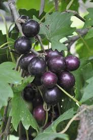 Southern Home Grape Edible Landscaping In 2020 Edible Landscaping Grapes Southern Homes