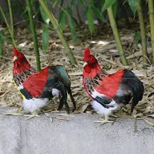 Pimp, male, drake, invite, chicken, weaving, drumstick, billy goat, male wasps. Baosity 2pcs Buatan Realistik Membela Ayam Jantan Rajah Rumah Hiasan Taman Luar Lazada
