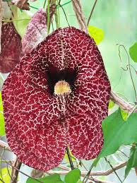 Image result for Aristolochia littoralis