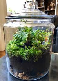 Follow Global Garden Lab S Step By Step Guide For Creating Your Own Closed Terrarium For Humidity Loving Plants Closed Terrarium Plants Indoor Gardens Plants