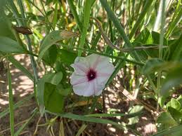 Image result for Ipomoea blepharophylla