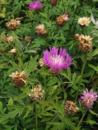 Image result for Pleiotaxis pulcherrima