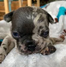We guide you through the process… Blue And Merle French Bulldog Upcoming Litter Sold The French Bulldog