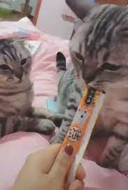 Savage Cat Kills Peers For Food Baby Animals Funny Funny Animals Funny Animal Videos