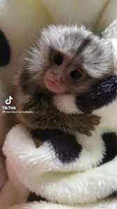 53 Opicky Ideas In 2021 Zvierata Zvieracie Mladjatka Rozkosne Zvierata