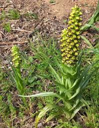 Image result for Pavetta gerstneri