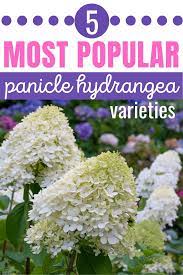 5 Panicle Hydrangea Varieties You Ll Love In Your Garden In 2021 Panicle Hydrangea Hydrangea Varieties Hydrangea Landscaping