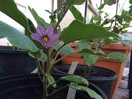 Japanese Eggplant Flower In 15 Galon Container Tomato Seedlings Seedlings Plants