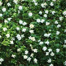 Image result for Gardenia subacaulis