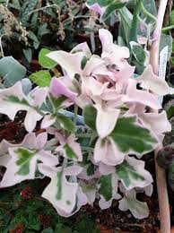 Image result for Senecio subsessilis