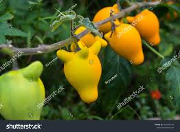 Image result for Solanum mammosum