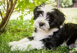 Tibetan terrier puppies for sale scotland. The Luck Bringers Of Tibet Is The Tibetan Terrier Right For You K9 Web