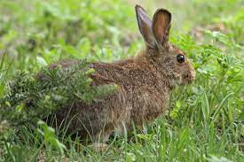 Snowshoe Hare Wikipedia