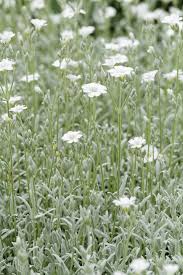 Image result for Cerastium tomentosum