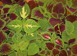 Image result for Coleus meyeri