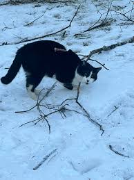 Found near Harris Road in Ferndale. She is the sweetest girl so I'm  thinking she belongs to someone. My father heard her crying outside of his  factory and of course he felt