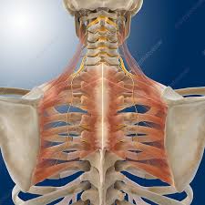 Pain in the upper back between the shoulder blades is often experienced due to the pec minor pulling the shoulders forward causing the upper back muscles to remain in an extended stretch. Upper Back Anatomy Artwork Stock Image C014 6967 Science Photo Library