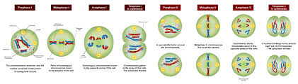 Definition, mitosis, meiosis & vs cancer. Meiosis Wikipedia