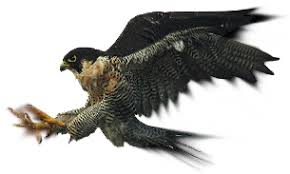 3 en julio de 2013, los milwaukee bucks no hacen efectiva la extensión de su contrato y decide acordar jugar en los atlanta hawks. Bienvenidos Al Sitio Oficial De La Unidad Elite De Los Halcones Dorados Del Pdi Halcones Dorados Del Pdi Bald Eagle Animals Eagle