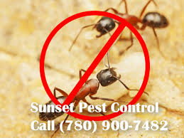 Learn to identify this pest with these what orkin does in controlling a carpenter ant infestation, it is necessary to first find the nest. Carpenter Ant Removal Sunset Pest Control Leduc