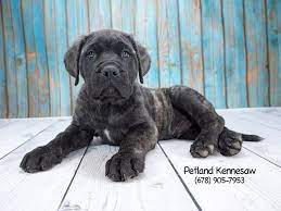 Breeders of merit are denoted by level in ascending order of: Many Massive Mastiff Puppy Facts Petland Kennesaw