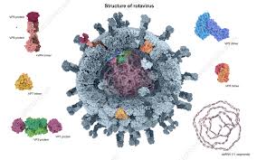 Image result for Rotavirus