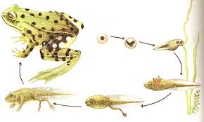 Animales que respiran por la piel principales caracteristicas from energiatoday.com Peces Anfibios Y Reptiles Ciencias Naturales De Aplicaciones Didacticas Mamiferos