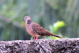 Kabarnya burung tekukur bisa mendatangkan kerukunan dan rejeki. Mengamati Burung Tekukur Di Alam Nimadesriandani