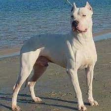 Dogo Argentino Puppies For Sale From Reputable Dog Breeders Dogo Argentinos Dogo Argentino Puppies French Bulldog Breed Dog Argentino American Bulldog Puppies
