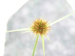 Image result for Rhynchospora rubra