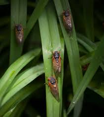 Maybe you would like to learn more about one of these? Cicadas 2020 After 17 Years Underground The Insects Are Back In The South The New York Times