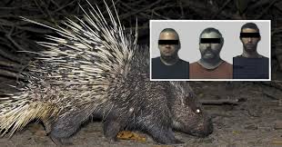 Zoophilli avec 1 cochon comment geler le cerveau d'une chèvre. Trois Gardiens De Zoo Accuses D Avoir Viole Un Porc Epic