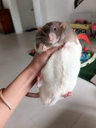 Prikoly Yumor Kartinki On Twitter Cute Rats Baby Rats Pet Rats