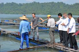 Apr 01, 2021 · last updated : Mr Goh Chin Twan Manager Of Gst Group Fish Farm Using A Net To Catch The Fish Fish Farming Social Responsibility Local Economy