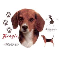 Beagle T-Shirt