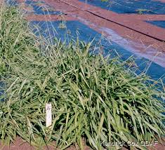 Image result for Urochloa marlothii
