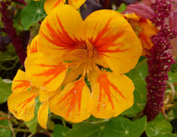 Do you have cultivation info on this plant? How To Grow Tropaeolum Speciosum The Flame Flower