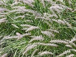 Image result for Cenchrus geniculatus