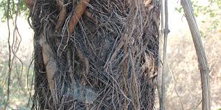 Image result for Ficus burkei