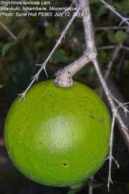 Image result for Strychnos innocua