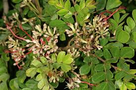 Image result for Albizia petersiana