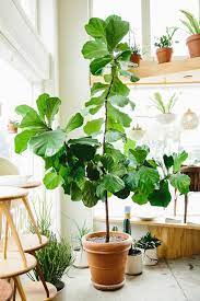 Le 12 Piante Da Appartamento Must Have Secondo Pinterest Piante D Appartamento Arredamento Piante Da Interni Piante Da Appartamento