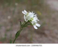 Image result for Cyperus niveus