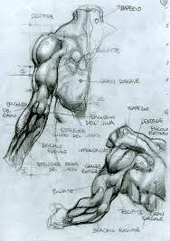 This is musculos de la espalda by sectorfitness european academy on vimeo, the home for high quality videos and the people who love them. Art Draw School On Twitter Guia Para Dibujar Musculos Del Brazo Y La Espalda Aprende Estas Y Muchas Tecnicas Mas En Escuelasalferez Https T Co Oztdfbouhj