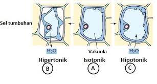 Ukuran sel hewan identik dengan kecil dan ukuran sel tumbuhan lebih besar daripada sel hewan. Bandingkan Gambar Ketiga Sel Tumbuhan Yang Dimasukkan Ke Dalam Larutan Isotonis Hipotonis Brainly Co Id