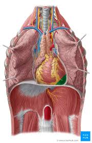 Located between the lungs in the middle of the chest, the heart pumps blood through the network of arteries and veins known as the cardiovascular system. Heart Anatomy Structure Valves Coronary Vessels Kenhub