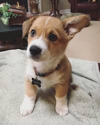 Corgi in dogs & puppies for rehoming in ontario. High Quality Pembroke Welsh Corgi Puppies For Sale Near You